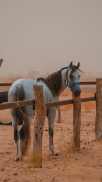 صور خلفيات خيول حصان عربي اصيل فخامة
